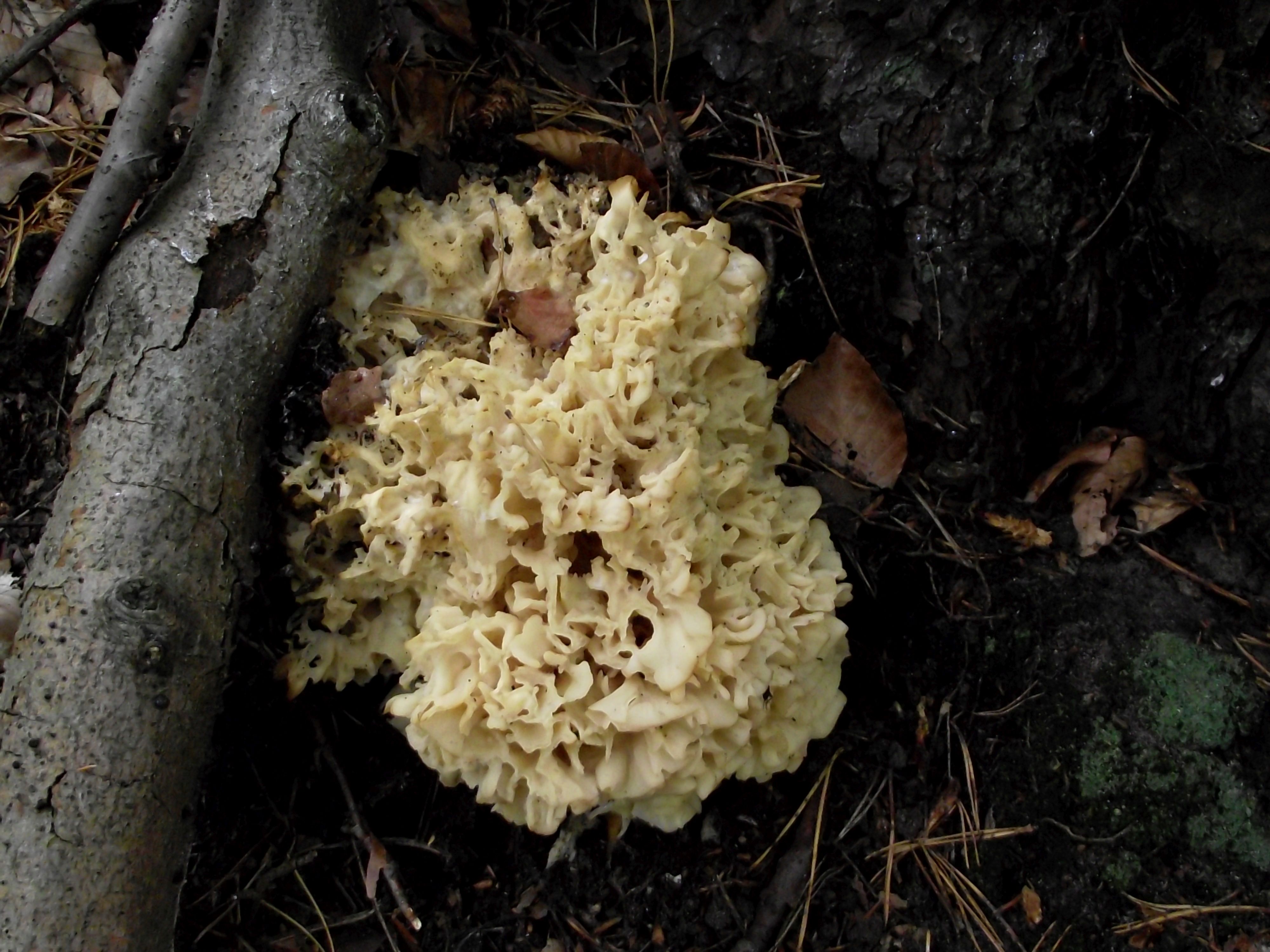 Krause Glucke